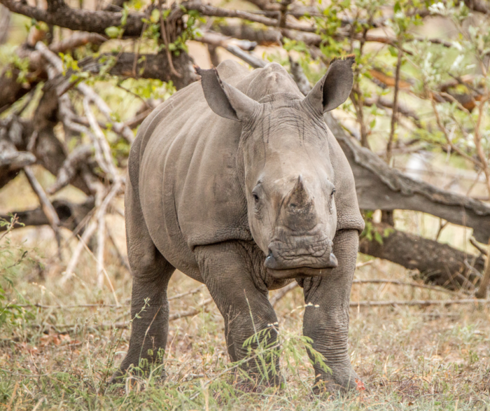 Feb. 19 - Rhino Conservation for Community Empowerment in Zimbabwe - Image 3