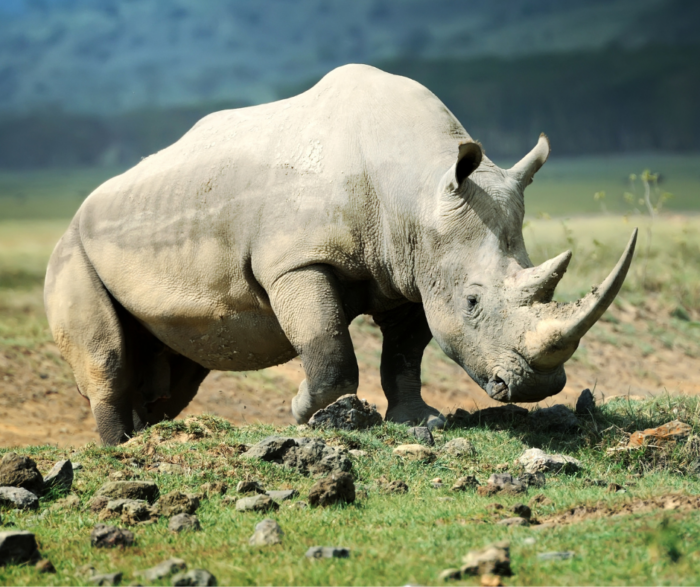 Feb. 19 - Rhino Conservation for Community Empowerment in Zimbabwe